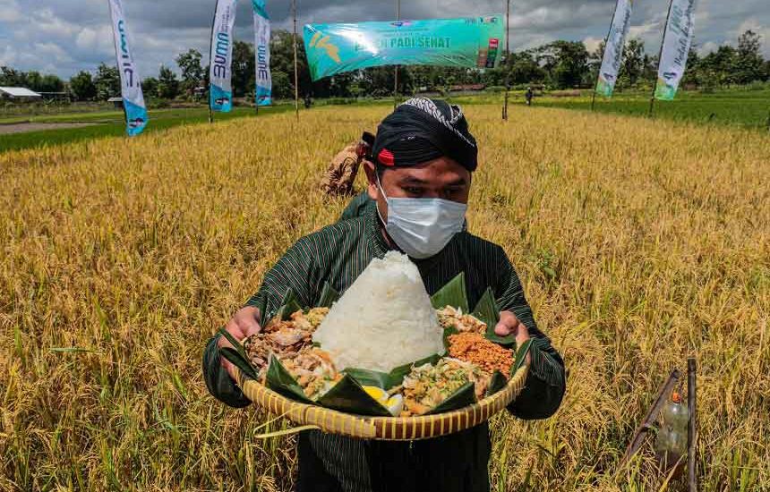 Panen Raya Padi Organik di Sleman