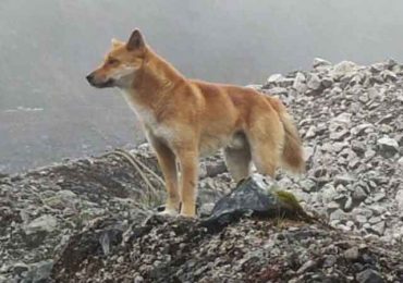 Anjing Bernyanyi di Pegunungan Papua