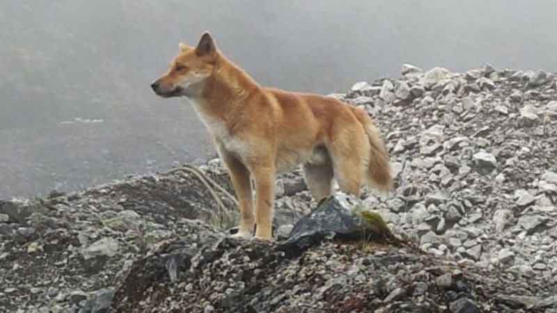 Anjing Bernyanyi di Pegunungan Papua