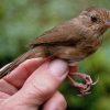 Burung Ini Ternyata Masih Ada