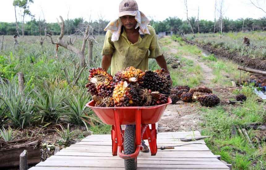 Industri Sawit Berdaya di Eropa