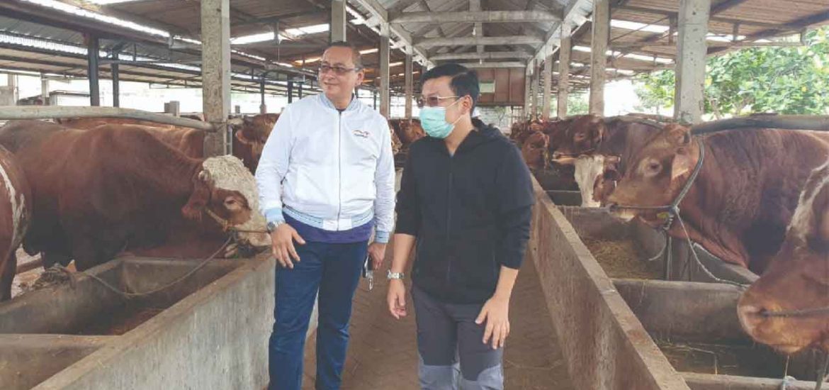 BUMN Beli Peternakan Sapi Belgia