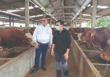 BUMN Beli Peternakan Sapi Belgia