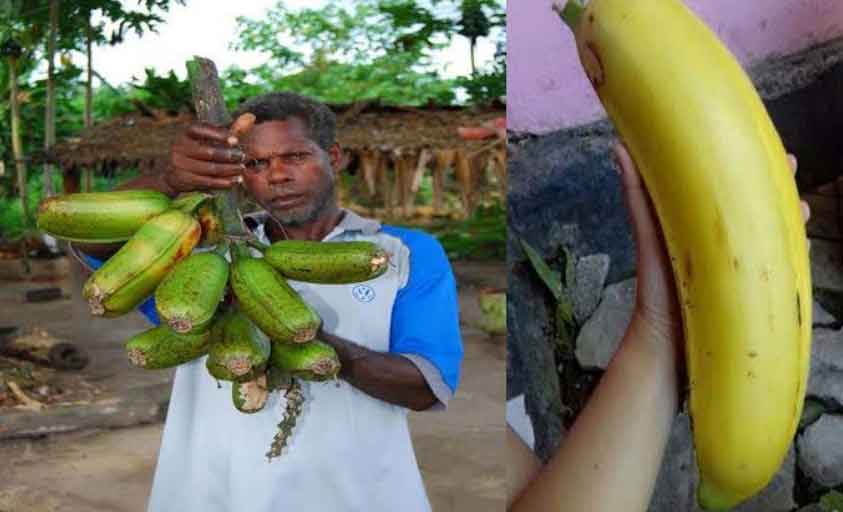 Musa Ingens, Pisang Terbesar