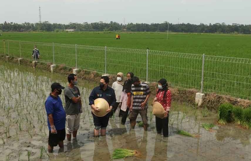 Ketahanan Pangan dan Wirausaha Petani