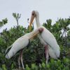 Surga Burung di Pulau Rambut