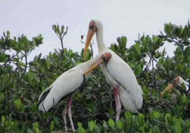 Surga Burung di Pulau Rambut