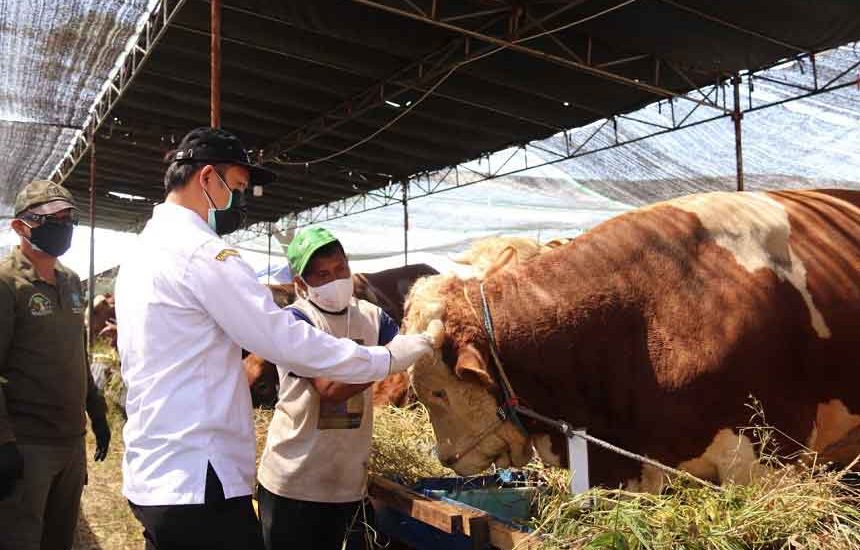 Pastikan Kesehatan Hewan Kurban