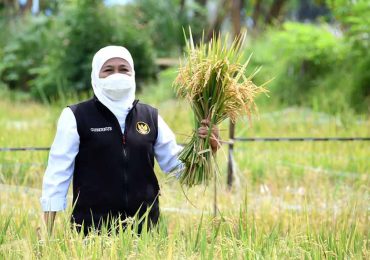 Ngawi Surplus Beras Tertinggi Saat Paceklik