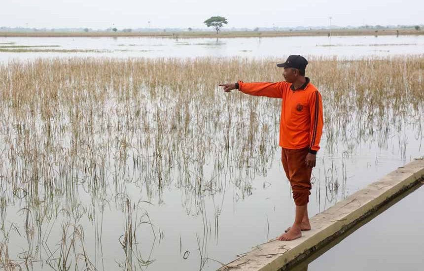 Ada Asuransi Usaha Petani Jateng