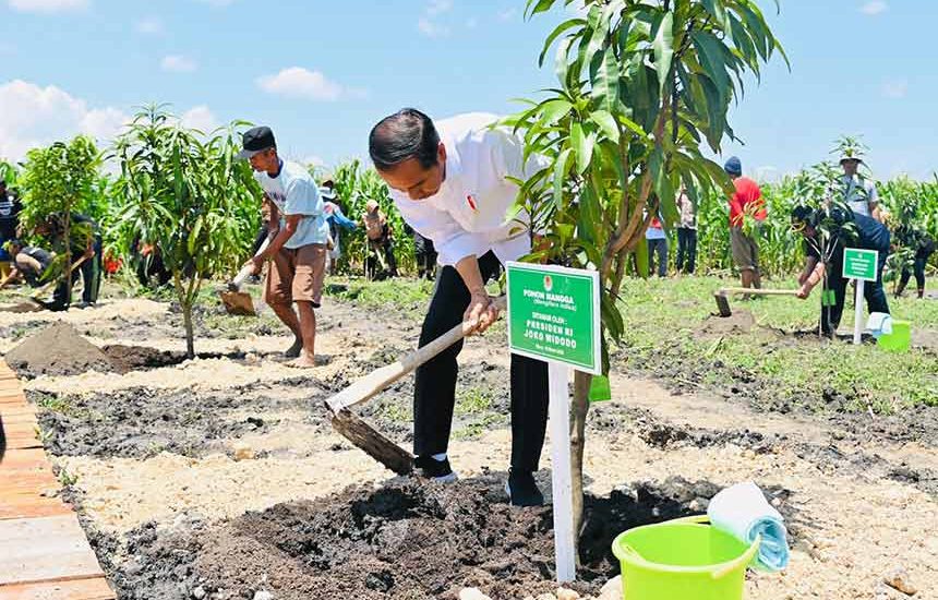 Jokowi Tanam Mangga di Blora