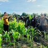 Agar Keerom Jadi Lumbung Jagung