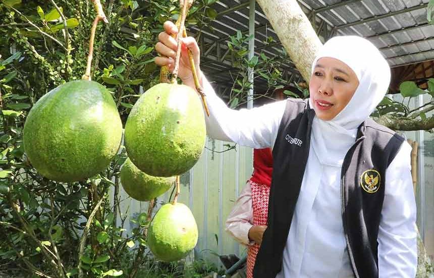 Apresiasi Pertanian Ramah Lingkungan