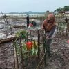 Indonesia Ketua Bersama Aliansi Mangrove