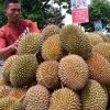 Agar Durian Lokal Mengglobal