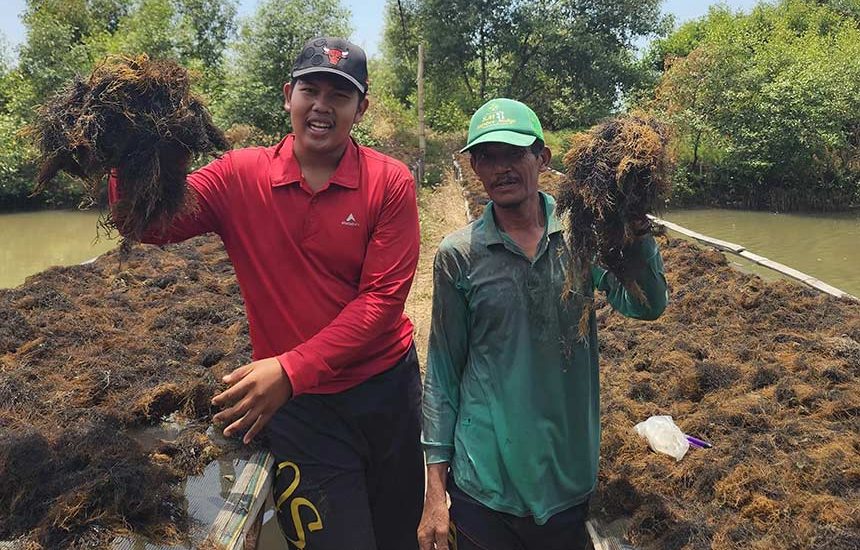 Bisnis Rumput Laut Mahasiswa Unair