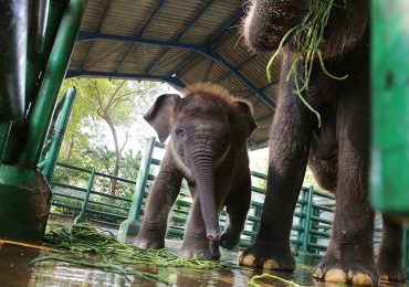 Rocky Balboa, Nama Anak Gajah KBS