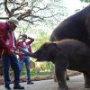 Anak Gajah ‘Rocky Balboa’ Diperkenalkan