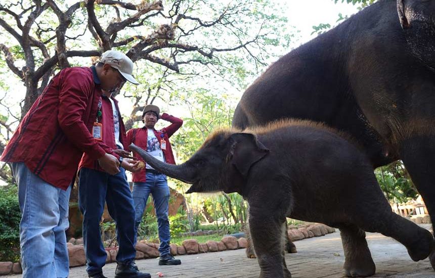 Anak Gajah ‘Rocky Balboa’ Diperkenalkan