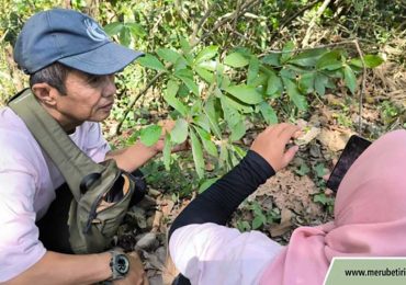 Tumbuhan Paling Langka Muncul di Jember