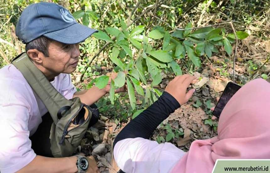 Tumbuhan Paling Langka Muncul di Jember