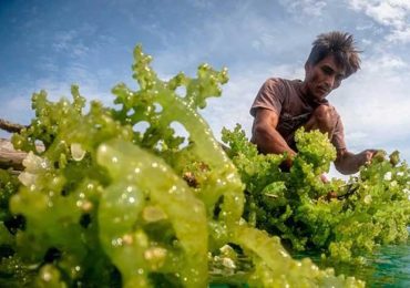 Rumput Laut Bisa Jadi Opsi Hilirisasi