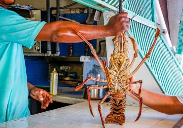 Benih Bening Lobster Komoditas Menjanjikan