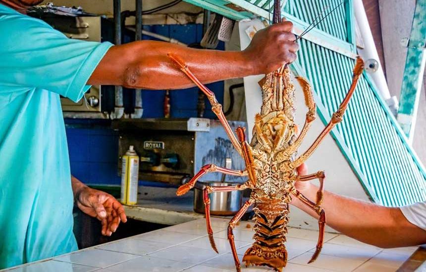 Benih Bening Lobster Komoditas Menjanjikan